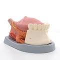 3B Scientific Tongue Model, 2.5 times - w/ 3B Smart Anatomy 1002502